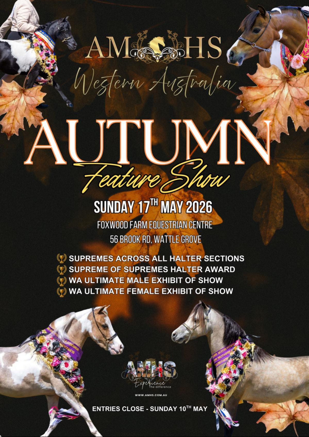 𝗔𝗠𝗛𝗦 𝗪𝗔 𝗔𝗨𝗧𝗨𝗠𝗡 𝗙𝗘𝗔𝗧𝗨𝗥𝗘 𝗦𝗛𝗢𝗪 – 𝗦𝗨𝗡𝗗𝗔𝗬 𝟭𝟳𝗧𝗛 𝗠𝗔𝗬 𝟮𝟬𝟮𝟲 
The 𝗔𝗠𝗛𝗦 𝗪𝗔 𝗔𝘂𝘁𝘂𝗺𝗻 𝗙𝗲𝗮𝘁𝘂𝗿𝗲 𝗦𝗵𝗼𝘄 is fast approaching and we are looking forward to a fantastic day at 𝗙𝗼𝘅𝘄𝗼𝗼𝗱 𝗙𝗮𝗿𝗺 𝗘𝗾𝘂𝗲𝘀𝘁𝗿𝗶𝗮𝗻 𝗖𝗲𝗻𝘁𝗿𝗲.
𝗙𝗲𝗮𝘁𝘂𝗿𝗲 𝗔𝘄𝗮𝗿𝗱𝘀 𝗜𝗻𝗰𝗹𝘂𝗱𝗲:
Supremes Across All Halter Sections
Supreme of Supremes Halter Award
WA Ultimate Male Exhibit of Show
WA Ultimate Female Exhibit of Show